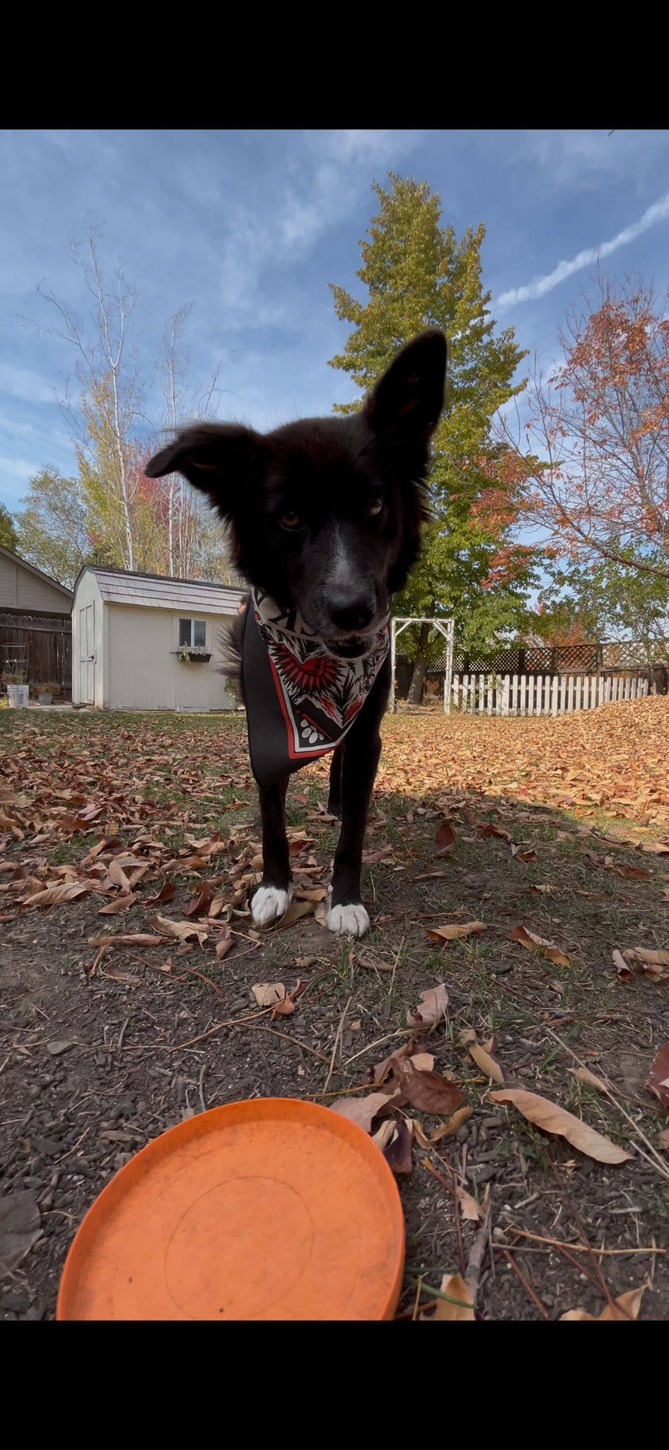 Cercie, the Border Collie, outside wearing her BORHUSKADOR bandana