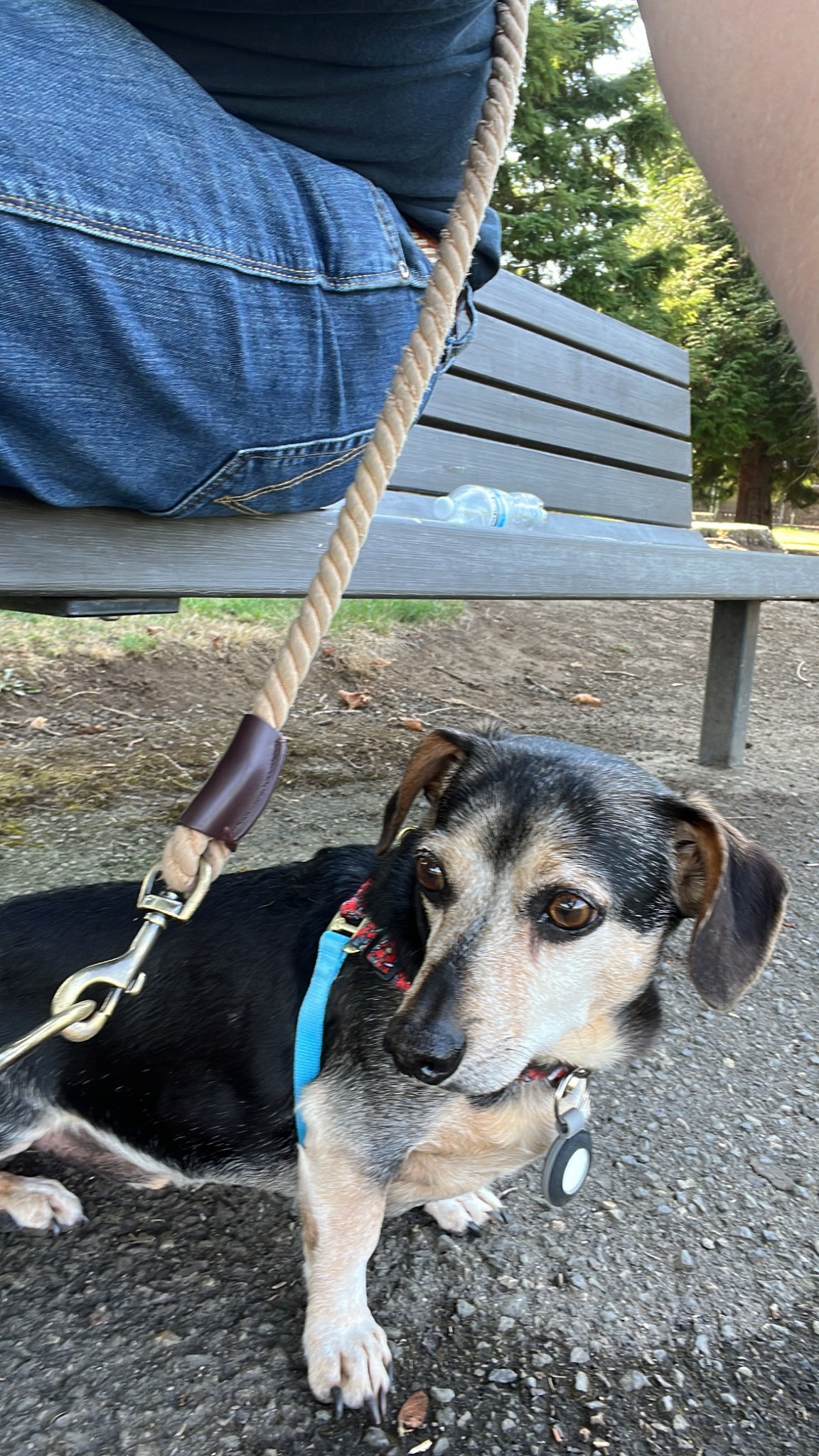 Jack the dachshund enjoying a day outside by the park bench