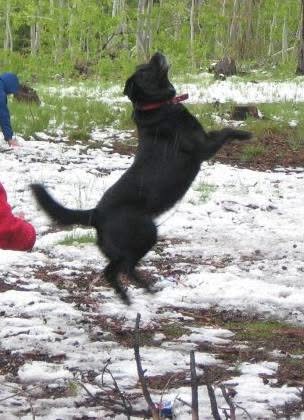 Kodah, a Borador, leaping joyfully through the snow